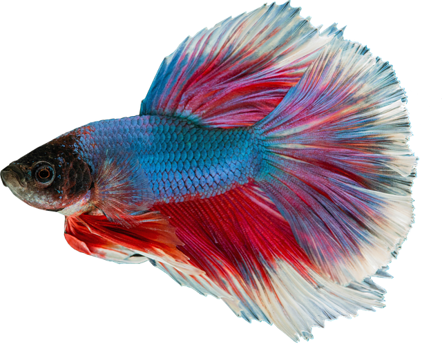 ornamental tropixal fish wholesale aquarium